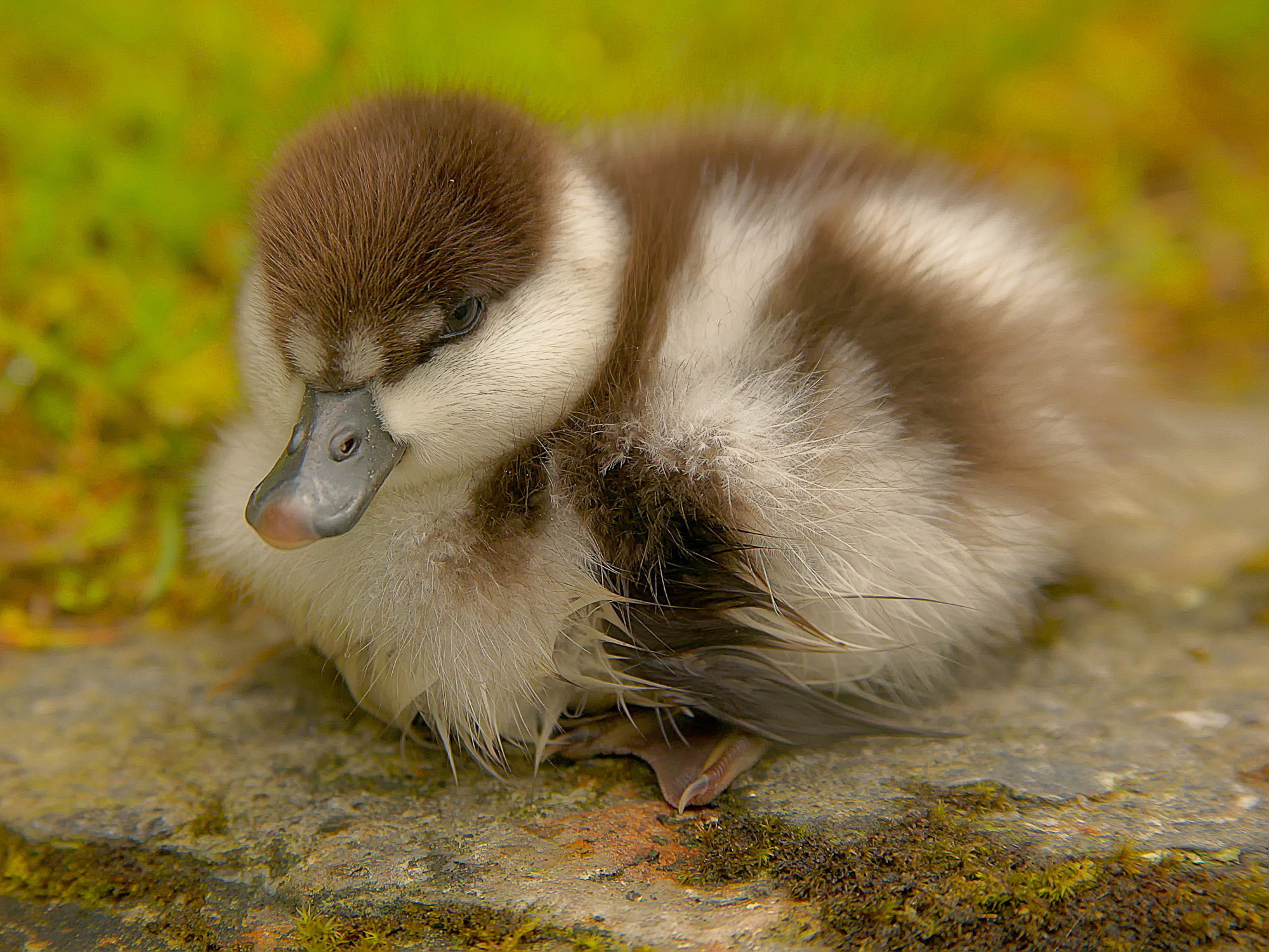 Enten
